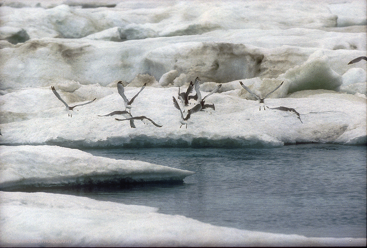 67 SIBERIA.jpg - Luglio/Agosto 1992. Siberia, terra dei Chukchi. Nell'oceano artico  125 Km a nord-est della penisola dei Chukchi (Siberia) c'Ã¨ l'isola di Wrangel, essa ospita piÃ¹ del doppio di specie vegetali (417) di qualsiasi territorio artico a paritÃ  di superficie nonchÃ¨ 30 specie diverse di uccelli oltre ad orsi polari, foche e trichechi ; per questo motivo   Ã¨ stata proclamata patrimonio dell'umanitÃ  dall'UNESCO. Nella foto gabbiani tridattili sulla banchisa polare.